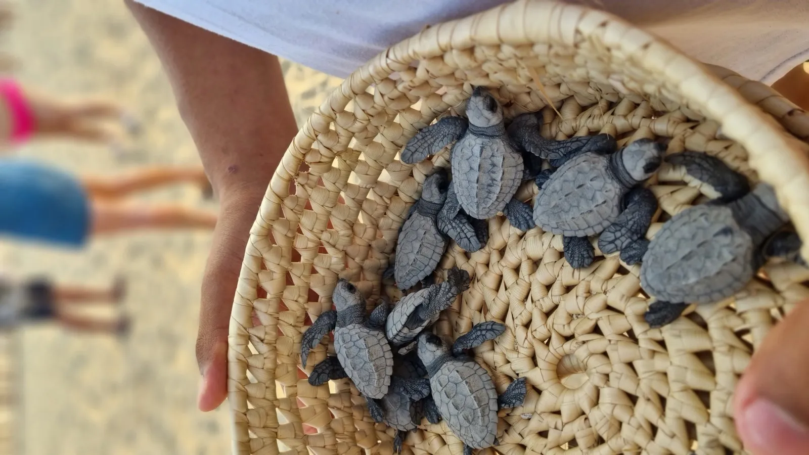 Liberación de tortugas en la playa
